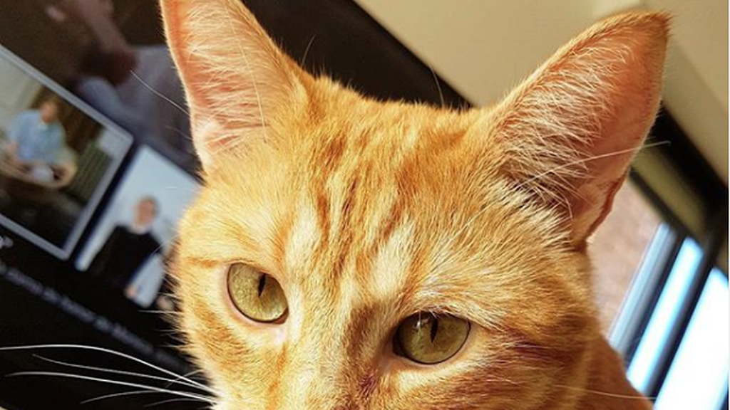 Wilson es uno de sus gatos (aunque al principio se llamaba Jodie Bacon Cheese Fries McGonnaghey IIIV). Tiene dos