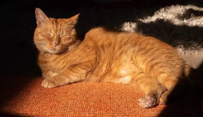 Murtaugh, el gato que sirvió de inspiración para Stray